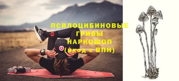 прущие грибы Переславль-Залесский